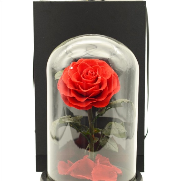 Beauty and the Beast Rose, Preserved Rose in Dome - Picture 4 of 8
